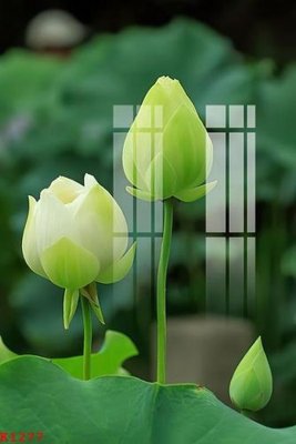 Tải file gốc File gốc in tranh tổng hợp K1277 (in khổ lớn) không vỡ