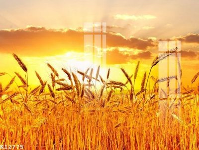 File gốc File gốc in tranh tổng hợp K12775 (trang trí) phòng làm việc