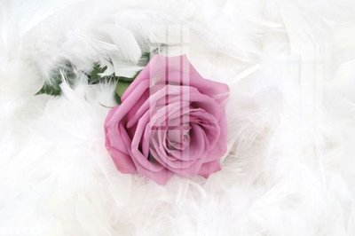 File tranh File gốc in tranh tổng hợp K12819 (bản gốc) in canvas