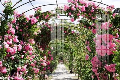 File tranh File gốc in tranh tổng hợp K12896 (ảnh gốc) không bị mờ