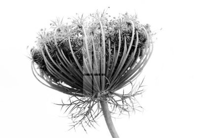 File ảnh File gốc in tranh tổng hợp K12922 (gốc) in PP, decal