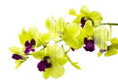 Mua file tranh gốc File gốc in tranh tổng hợp K13027 tại Filetranh.com