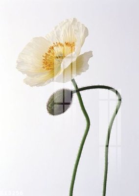 File tranh in mica File gốc in tranh tổng hợp K13256 (độ phân giải cao)