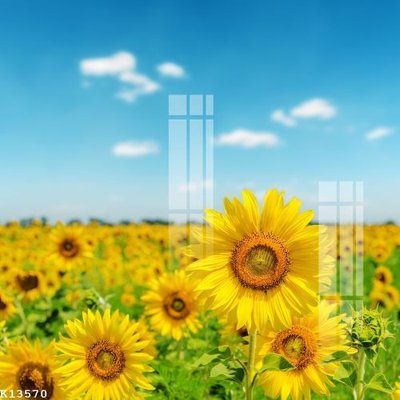 Download file gốc File gốc in tranh tổng hợp K13570 (in mica) trang trí