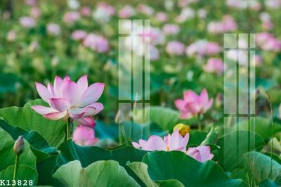 Tải file File gốc in tranh tổng hợp K13828 (gốc) làm tranh trang trí