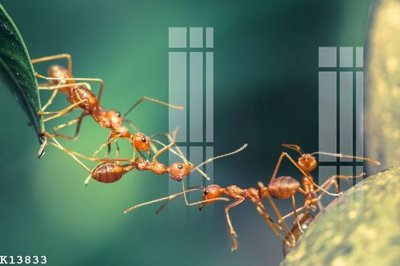 Tải file tranh File gốc in tranh tổng hợp K13833 (ảnh gốc) ngay