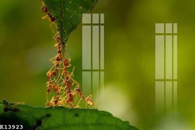 File tranh in trần 3D File gốc in tranh tổng hợp K13923 (ảnh gốc)