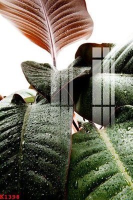 Tệp tin gốc File gốc in tranh tổng hợp K1398 (chất lượng cao) File gốc in tranh tổng hợp K1398