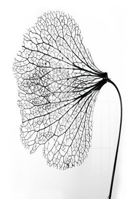 File in trần File gốc in tranh tổng hợp K14466 (file gốc) hoa văn 3D