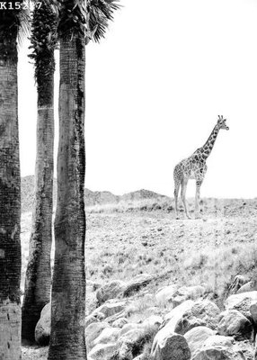 File PSD File gốc in tranh tổng hợp K15227 (nguyên gốc) chất lượng cao