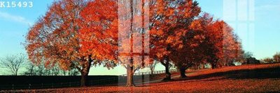 File PSD File gốc in tranh tổng hợp K15493 (gốc) cho designer