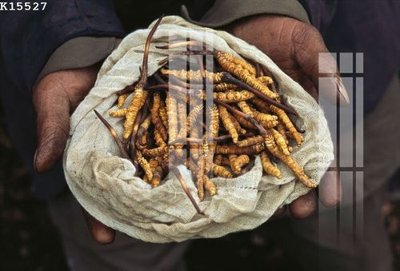 Download file File gốc in tranh tổng hợp K15527 (gốc) in mica ốp bếp