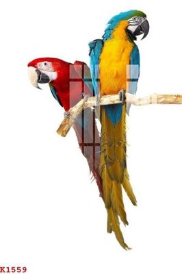 File in trần File gốc in tranh tổng hợp K1559 (file gốc) xuyên sáng