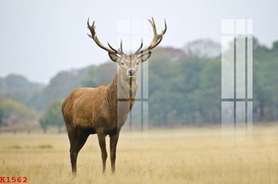 File tranh gốc File gốc in tranh tổng hợp K1562 (bản quyền) Filetranh.com