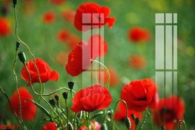 File gốc File gốc in tranh tổng hợp K1567 (in lụa) trang trí tường