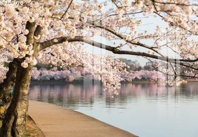 File gốc File gốc in tranh tổng hợp K15768 (in tráng gương) nghệ thuật