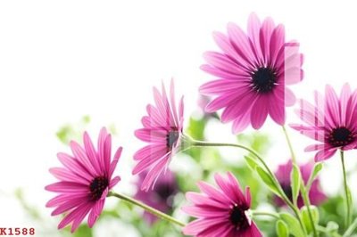 Download file tranh File gốc in tranh tổng hợp K1588 (file gốc PSD)