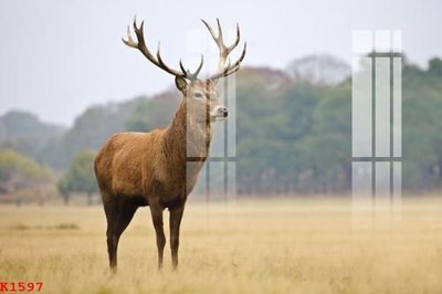 File gốc File gốc in tranh tổng hợp K1597 (trang trí) cho phòng khách