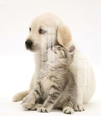 Chi tiết file gốc File gốc in tranh tổng hợp K16117 (cho in tráng gương)