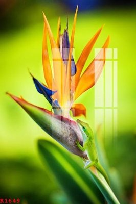 File tranh gốc PSD File gốc in tranh tổng hợp K1649 còn nguyên layer