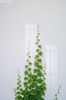 File in lụa File gốc in tranh tổng hợp K17162 (hoa văn) File gốc in tranh tổng hợp K17162