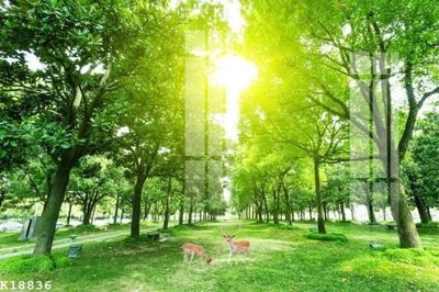 File in mica File gốc in tranh tổng hợp K18836 (ảnh gốc) đẹp