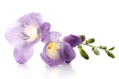 File gốc in ấn File gốc in tranh tổng hợp K19255 độ phân giải cao