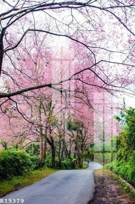 File gốc File gốc in tranh tổng hợp K19379 (trang trí) phòng trẻ em