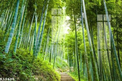 File gốc File gốc in tranh tổng hợp K19496 (thiết kế) cho in ấn