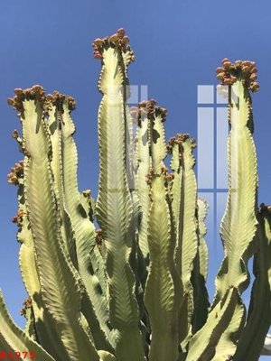 File in trần File gốc in tranh tổng hợp K1975 (file gốc) phong thủy