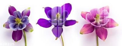 File tranh trang trí File gốc in tranh tổng hợp K20225 (file gốc)