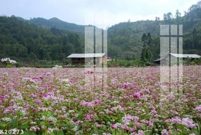 Tải file gốc File gốc in tranh tổng hợp K20273 (bản PSD) chỉnh sửa được