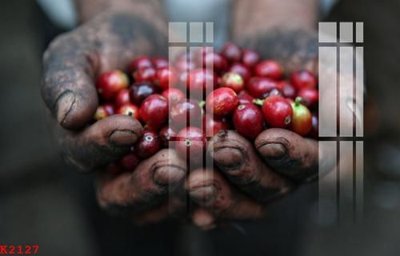 Download file gốc File gốc in tranh tổng hợp K2127 (in lụa) hoa lá