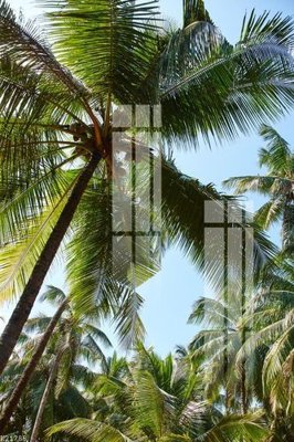 File gốc File gốc in tranh tổng hợp K21785 (in tráng gương) nghệ thuật