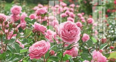 File PSD File gốc in tranh tổng hợp K22338 (chất lượng in ấn)