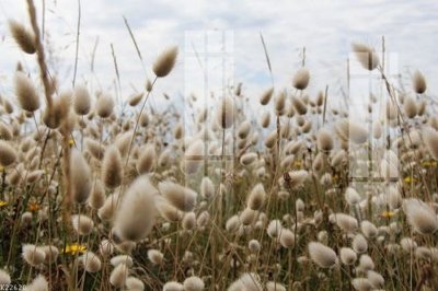 File gốc File gốc in tranh tổng hợp K22620 (in ấn) màu sắc trung thực