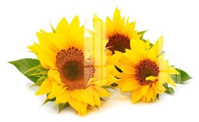 File in trần File gốc in tranh tổng hợp K22635 (bản gốc) 5D