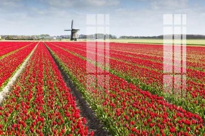 Tải file File gốc in tranh tổng hợp K2273 (gốc) chủ đề hoa sen