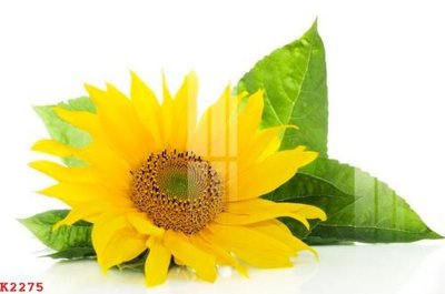 File gốc File gốc in tranh tổng hợp K2275 (AI/EPS) cho in ấn