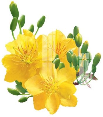 Tải file File gốc in tranh tổng hợp K22959 (ảnh gốc) in tráng gương