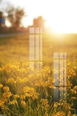 Ảnh gốc File gốc in tranh tổng hợp K23298 (nét căng) in mica