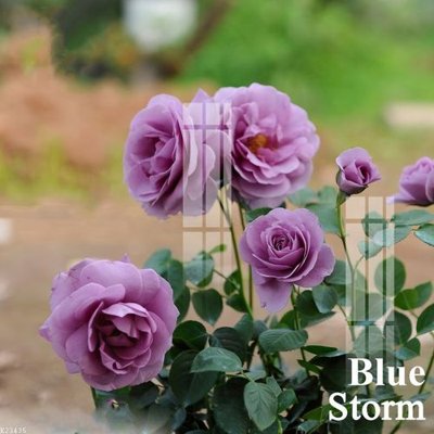 File gốc File gốc in tranh tổng hợp K23435 (Filetranh.com) File gốc in tranh tổng hợp K23435