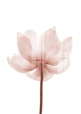 File in trần File gốc in tranh tổng hợp K23760 (bản gốc) hoa văn