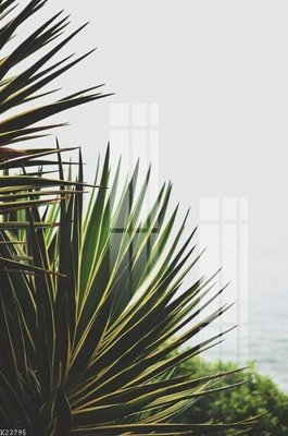 File in trần File gốc in tranh tổng hợp K23795 (bản gốc) hoa văn