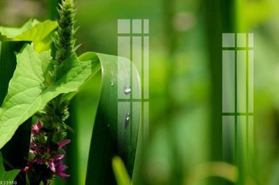 File ảnh File gốc in tranh tổng hợp K23950 (gốc) in decal dán tường