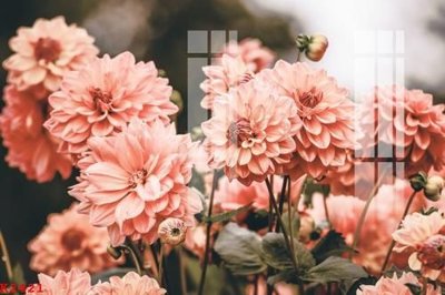 File PSD File gốc in tranh tổng hợp K2421 (bản gốc) dễ dàng edit