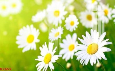 Tải file File gốc in tranh tổng hợp K2459 (gốc) in ấn ngay lập tức