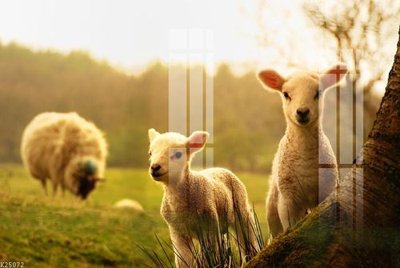 File tranh File gốc in tranh tổng hợp K25072 (bản gốc) treo tường