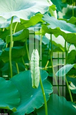 Tải file File gốc in tranh tổng hợp K25488 (gốc) chủ đề phong thủy