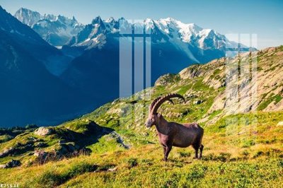 Download file File gốc in tranh tổng hợp K25631 (gốc) in mica ốp bếp